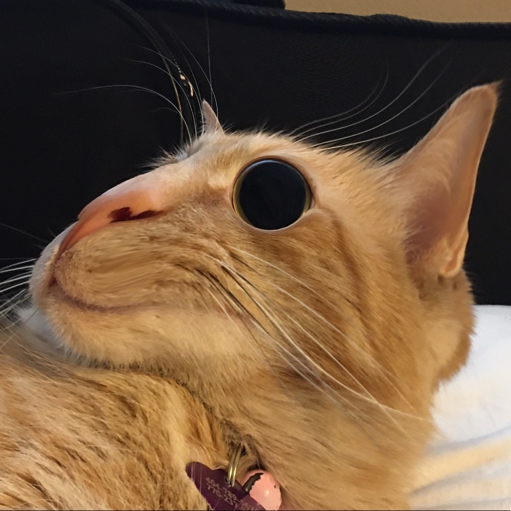 Meet your Posher, Katrina